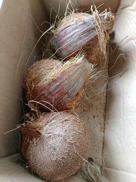 Old coconut Stock Photos