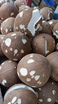 Old coconut Stock Photos