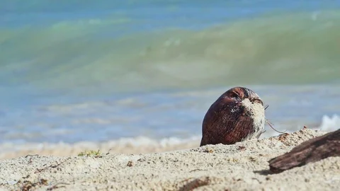 Old coconut in the sand in front on the waves Stock Footage 102133227