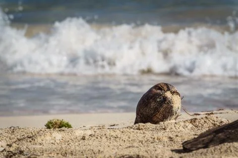 Old coconut in the sand in front on the waves Stock Photos