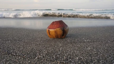 Old coconut with Sapling is growing on coconut at white black beach Stock Footage 126032519