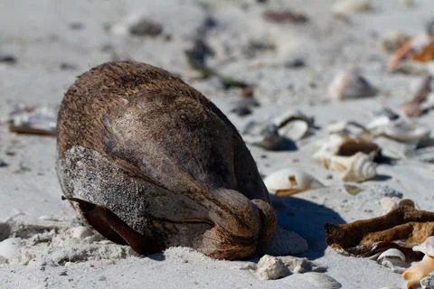 Old coconut shell found on the beach, near Naples Florida Foto stock