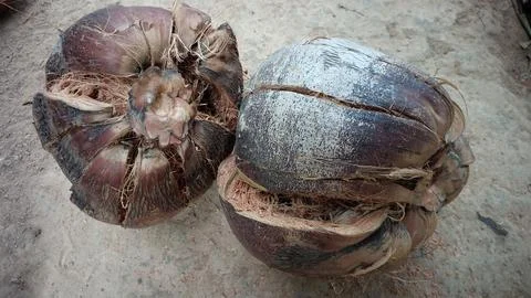 Old coconut shells on sandy ground Stock Photos