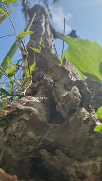 Old coffee tree Fotos Stock