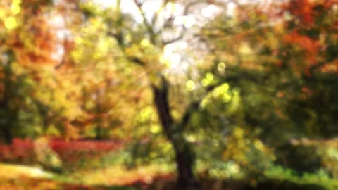 Old coloful maple tree in autumn 動画素材 278404534