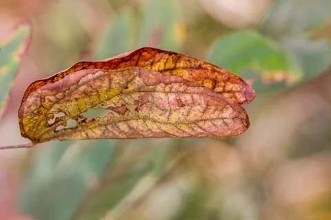 Old colored leaf Stock Photos