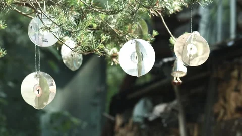 Old compact disks swaying on pine branches Stock Footage 95176334