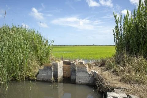 Old concrete irrigation gate controls water flow to paddy field cultivating.. Stock Photos