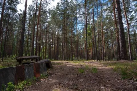 Old concrete structure sits in tall pine forest Stock Photos