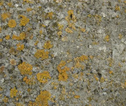 Old concrete wall as background Stock Photos