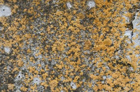 Old concrete wall Stock Photos