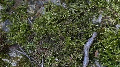Old concrete wall with stains, moss and small branches Stock Footage 88918928