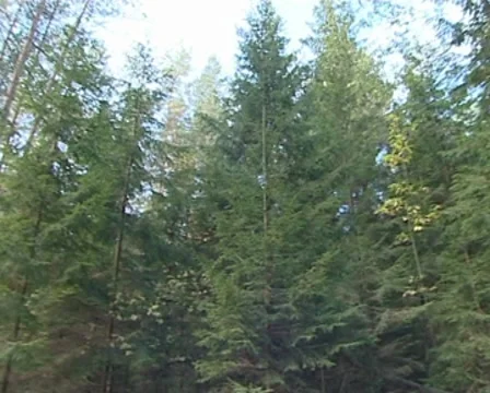 Old coniferous forest fragment. Forever green trees. Vídeos de archivo 8984936
