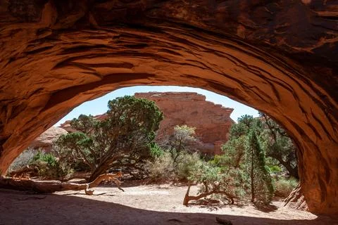 Old coniferous pine trees grown on the sand in Navajo Arch, Arches NP Foto stock