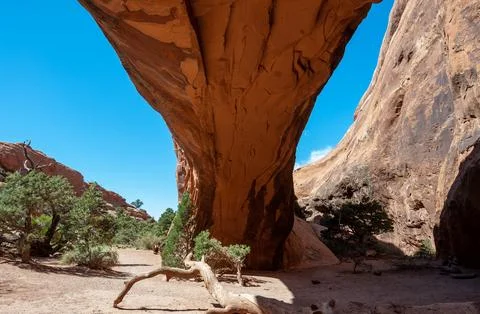 Old coniferous pine trees grown on the sand in Navajo Arch, Arches NP Foto stock