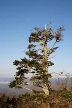 An Old Coniferous Tree Stock Photos