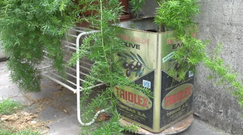 Old container in plants Stock Footage 50374863