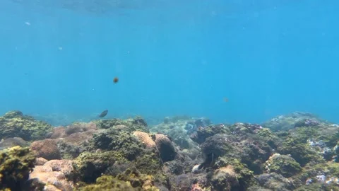 Old coral reef with several small fish swimming nearby in clear seawater beside Stock Footage 335940142