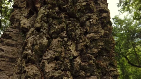 Old cork tree trunk in a field Stock Footage 134403779