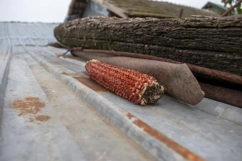 Old corn cob 库存照片