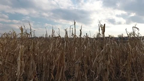 Old corn in the field Stockbeeldmateriaal 76818702