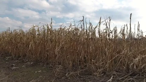 Old corn Stockbeeldmateriaal 76818707