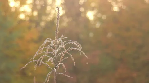 Old Corn Germ Stock Footage 31094243