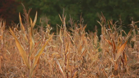 Old Corn Germ Stock Footage 31095081