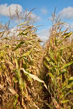 Old corn Stock Photos