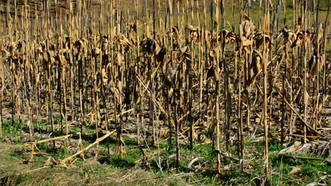 Old corn plants  field. Stock Footage 152951763