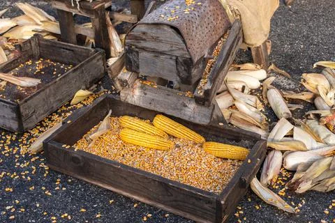 Old corn sheller, corn flake machine, grater tool, corncobs. Stock Photos