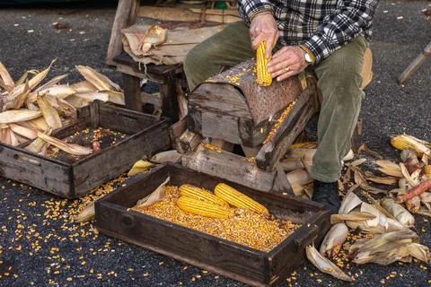 Old corn sheller, corn flake machine, grater tool, corncobs. Stock Photos