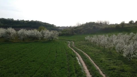 The old country road between soya field and cherry blossom avenue shot from d Video stock 88586019