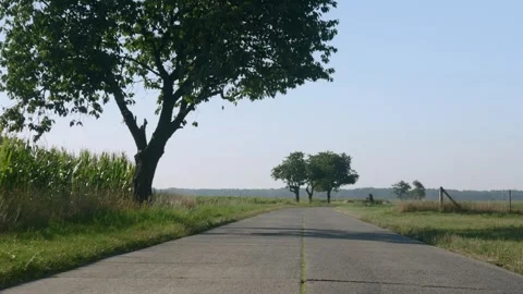Old country road by corn field with large tree Stock Footage 343540140