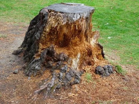 Old Countryside Tree Trunk Stump Stock Photos