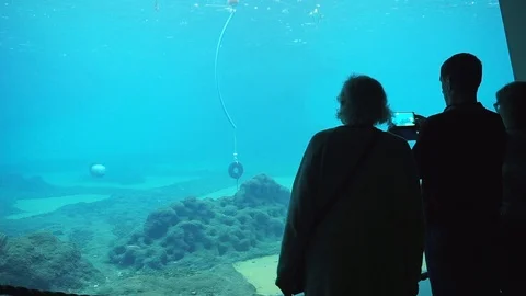Old couple on holidays watching sweaming seals in the giant oceanarium. Stock-Footage 101363629
