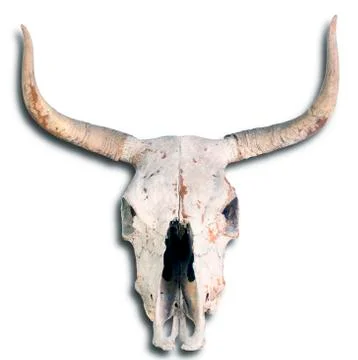 Old Cow Skull. Stock Photos