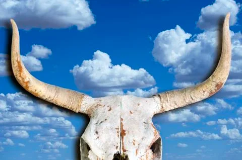 Old Cow Skull. Stock Photos
