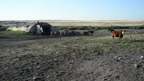 Old cowshed in the countryside, cows come out. Video stock 139025793