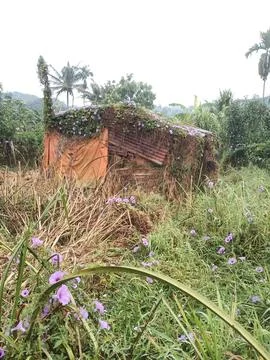 Old cowshed 库存照片