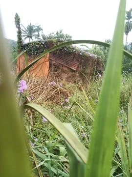 Old cowshed 库存照片