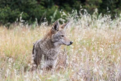 Old Coyote Stock Photos