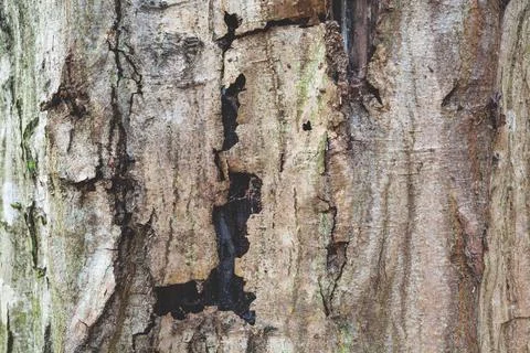 Old cracked bark of a tree trunk Stock Photos