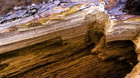 Old cracked branch of a tree - closeup Stock-Footage 94360587