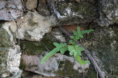 Old Cracked Concreate Wall Stock Photos