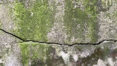 Old Cracked Concrete Wall Texture Moss Green Grunge Background Rough Cement.. Stock Footage 332155251