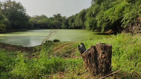 Old cracked tree stump in foreground with algae pond behind it Stock Photos