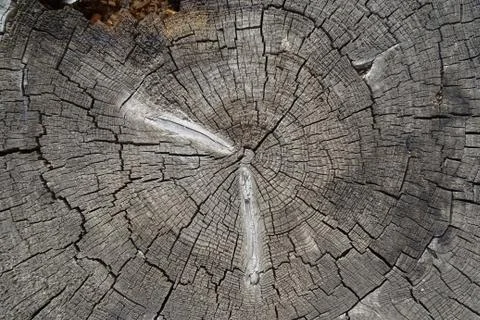Old cracked tree stump texture. Wooden background. Stock Photos