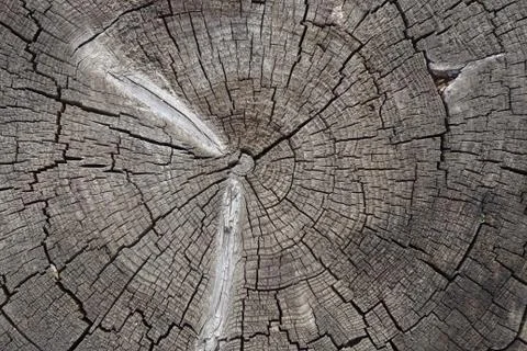 Old cracked tree stump texture. Wooden background. Stock Photos