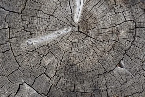 Old cracked tree stump texture. Wooden background. Stock Photos